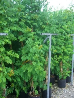 Trompetbloem (Campsis Tagliabuana 'Mme Galen') -Goedkope DirectPlant winkel 20101209155845 9