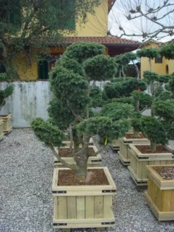 Libanonceder Als Bonsai (Cedrus Libani) -Goedkope DirectPlant winkel 20101210105909 6