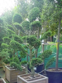 Libanonceder Als Bonsai (Cedrus Libani) -Goedkope DirectPlant winkel 20101210105922 6