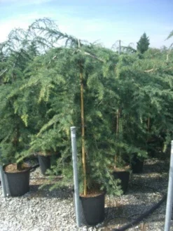 Treurceder (Cedrus Deodara 'Pendula') -Goedkope DirectPlant winkel 20101212154242 13