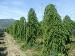 Treurceder (Cedrus Deodara 'Pendula') -Goedkope DirectPlant winkel 20101212154305 13