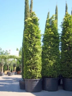 Gele Haagconifeer (Chamaecyparis Lawsoniana 'Ivonne') -Goedkope DirectPlant winkel 20101212171752 10 1