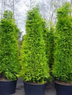 Gele Haagconifeer (Chamaecyparis Lawsoniana 'Stardust') -Goedkope DirectPlant winkel 20101212172706 7