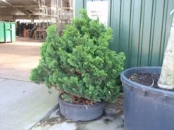 Goedkope DirectPlant winkel 22 Dwergcypres (Chamaecyparis Obtusa 'Nana Gracilis')