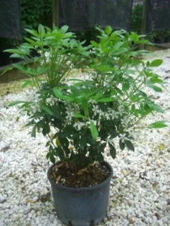 Choisya (Choisya Ternata) -Goedkope DirectPlant winkel 20101213090655 6