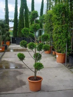 Cupressocyparis Als Bonsai (Cupressocyparis Leylandii 'Castlewellan Gold' ) 6 Cupressocyparis Als Bonsai (Cupressocyparis Leylandii 'Castlewellan Gold' ) -Goedkope DirectPlant winkel 20101213113337 7