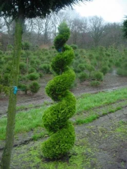 Cupressocyparis Als Spiraal (Cupressocyparis Leylandii 'Gold Rider')