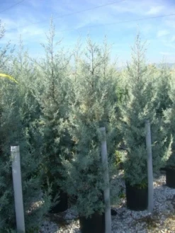 Cipres (Cupressus Arizonica 'Glauca') -Goedkope DirectPlant winkel 20101213122927 13