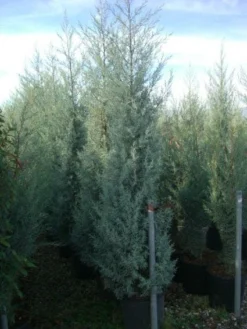 Cipres (Cupressus Arizonica 'Glauca') -Goedkope DirectPlant winkel 20101213122945 13