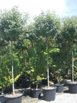 Olijfwilg Als Boom (Elaeagnus Pungens 'Maculata') -Goedkope DirectPlant winkel 20101213140523 8