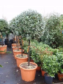 Olijfwilg Op Stam (Elaeagnus Ebbingei) -Goedkope DirectPlant winkel 20101213141424 3