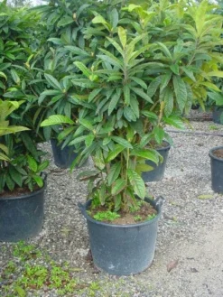 Japanse Mispel (Eriobotrya Japonica) -Goedkope DirectPlant winkel 20101213154503 7