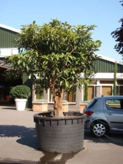 Japanse Mispel (Eriobotrya Japonica) -Goedkope DirectPlant winkel 20101213154517 7