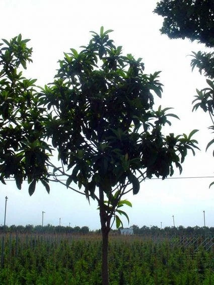 Japanse Mispel Als Boom (Eriobotrya Japonica) 2 Japanse Mispel Als Boom (Eriobotrya Japonica) - Afbeelding 2