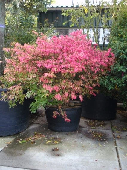 Kardinaalshoed (Euonymus Alatus) 4 Kardinaalshoed (Euonymus Alatus) - Afbeelding 4