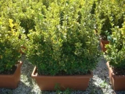 Kardinaalshoed Als Meeneemhaag (Euonymus Japonicus 'Aureus) -Goedkope DirectPlant winkel 20101213162151 2 1