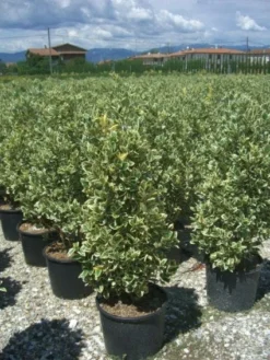 Kardinaalshoed (Euonymus Japonicus 'Bravo')