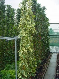 Kaukasische Klimop (Hedera Colchica 'Dentata Variegata') -Goedkope DirectPlant winkel 20101215123326 6