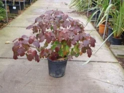 Eikenbladhortensia (Hydrangea Quercifolia) -Goedkope DirectPlant winkel 20101215152513 6