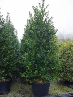 Gewone Hulst (Ilex Aquifolium) -Goedkope DirectPlant winkel 20101215152933 12