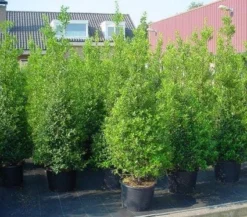 Hulst (Ilex Aquifolium 'Silver Queen') -Goedkope DirectPlant winkel 20101215153306 11