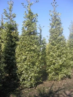 Hulst (Ilex Aquifolium 'Argentea Marginata') -Goedkope DirectPlant winkel 20101215153638 9