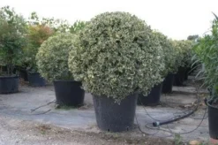 Bonte Hulst In Bolvorm (Ilex Aquifolium 'Argentea Marginata') -Goedkope DirectPlant winkel 20101215154613 5