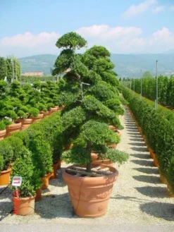 Japanse Hulst Als Bonsai (Ilex Crenata) -Goedkope DirectPlant winkel 20101215155420 10 1