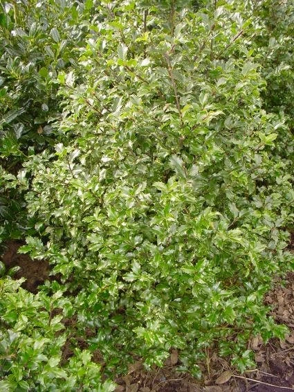 Blauwe Hulst (Ilex Meserveae 'Blue Prince') 1 Blauwe Hulst (Ilex Meserveae 'Blue Prince')