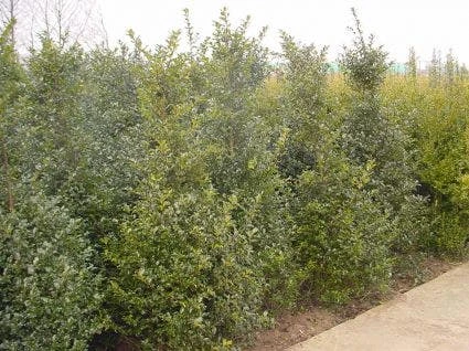 Blauwe Hulst (Ilex Meserveae 'Blue Prince') 3 Blauwe Hulst (Ilex Meserveae 'Blue Prince') - Afbeelding 3