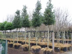 Hulst Als Boom (Ilex 'Nellie R. Stevens') -Goedkope DirectPlant winkel 20101215170614 8
