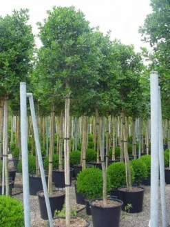 Hulst Als Boom (Ilex 'Nellie R. Stevens') -Goedkope DirectPlant winkel 20101215170645 8 1