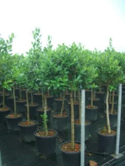 Hulst Op Stam (Ilex 'Nellie R Stevens') -Goedkope DirectPlant winkel 20101215170902 1