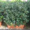 Hulst, Meeneemhaag (Ilex 'Nellie R Stevens')