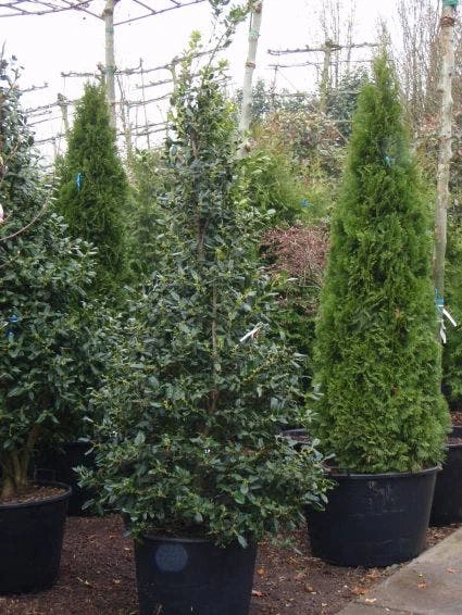 Amerikaanse Hulst (Ilex 'Nellie R Stevens') 2 Amerikaanse Hulst (Ilex 'Nellie R Stevens') - Afbeelding 2