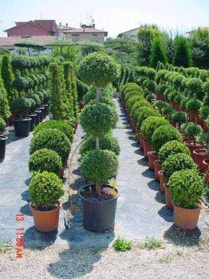 Liguster In Triobol (Ligustrum Delavayanum) 2 Liguster In Triobol (Ligustrum Delavayanum) - Afbeelding 2