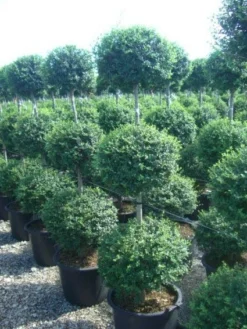 Liguster In Triobol (Ligustrum Delavayanum)