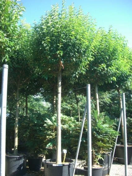 Liguster Als Boom (Ligustrum Japonicum) 1 Liguster Als Boom (Ligustrum Japonicum)