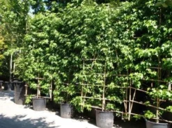 Amberboom Als Leivorm (Liquidambar Styraciflua 'Worplesdon') -Goedkope DirectPlant winkel 20101217130845 2