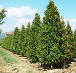 Magnolia (Magnolia Grandiflora 'Gallissoniere') -Goedkope DirectPlant winkel 20101217150008 85 17