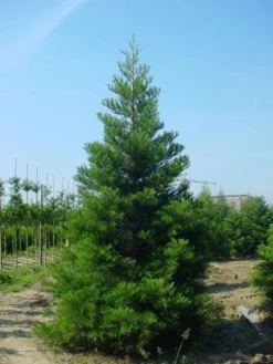 Mammoetboom (Sequoiadendron Giganteum) -Goedkope DirectPlant winkel 20101217160943 9