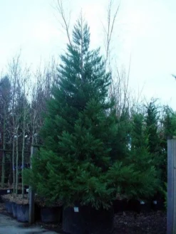 Mammoetboom (Sequoiadendron Giganteum) -Goedkope DirectPlant winkel 20101217160956 8