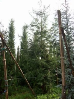 Kustmammoetboom (Sequoia Sempervirens) -Goedkope DirectPlant winkel 20101217161916 8