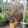 Nieuw Zeelands Vlas (Phormium Tenax 'Purpureum')
