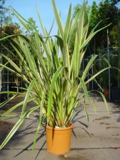 Nieuw Zeelands Vlas (Phormium Tenax 'Variegatum') -Goedkope DirectPlant winkel 20101220145314 8