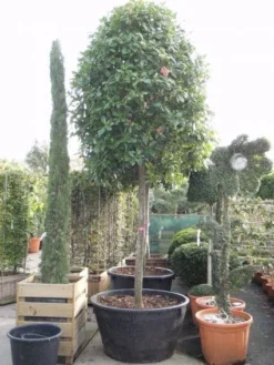 Glansmispel Als Boom (Photinia Fraseri 'Red Robin') 16 Glansmispel Als Boom (Photinia Fraseri 'Red Robin') -Goedkope DirectPlant winkel 20101220152227 9
