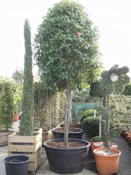 Glansmispel Als Boom (Photinia Fraseri 'Red Robin') 8 Glansmispel Als Boom (Photinia Fraseri 'Red Robin') - Afbeelding 8