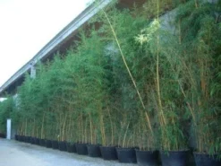 Bamboe (Phyllostachys Vivax 'Aureocaulis') -Goedkope DirectPlant winkel 20101220170631 7