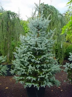Amerikaanse Blauwe Spar (Picea Pungens 'Fat Albert') 3 Amerikaanse Blauwe Spar (Picea Pungens 'Fat Albert') -Goedkope DirectPlant winkel 20101220171725 7