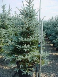 Zilverden (Picea Pungens 'Koster')